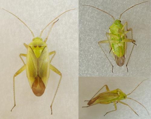 Closterotomus norwegicus